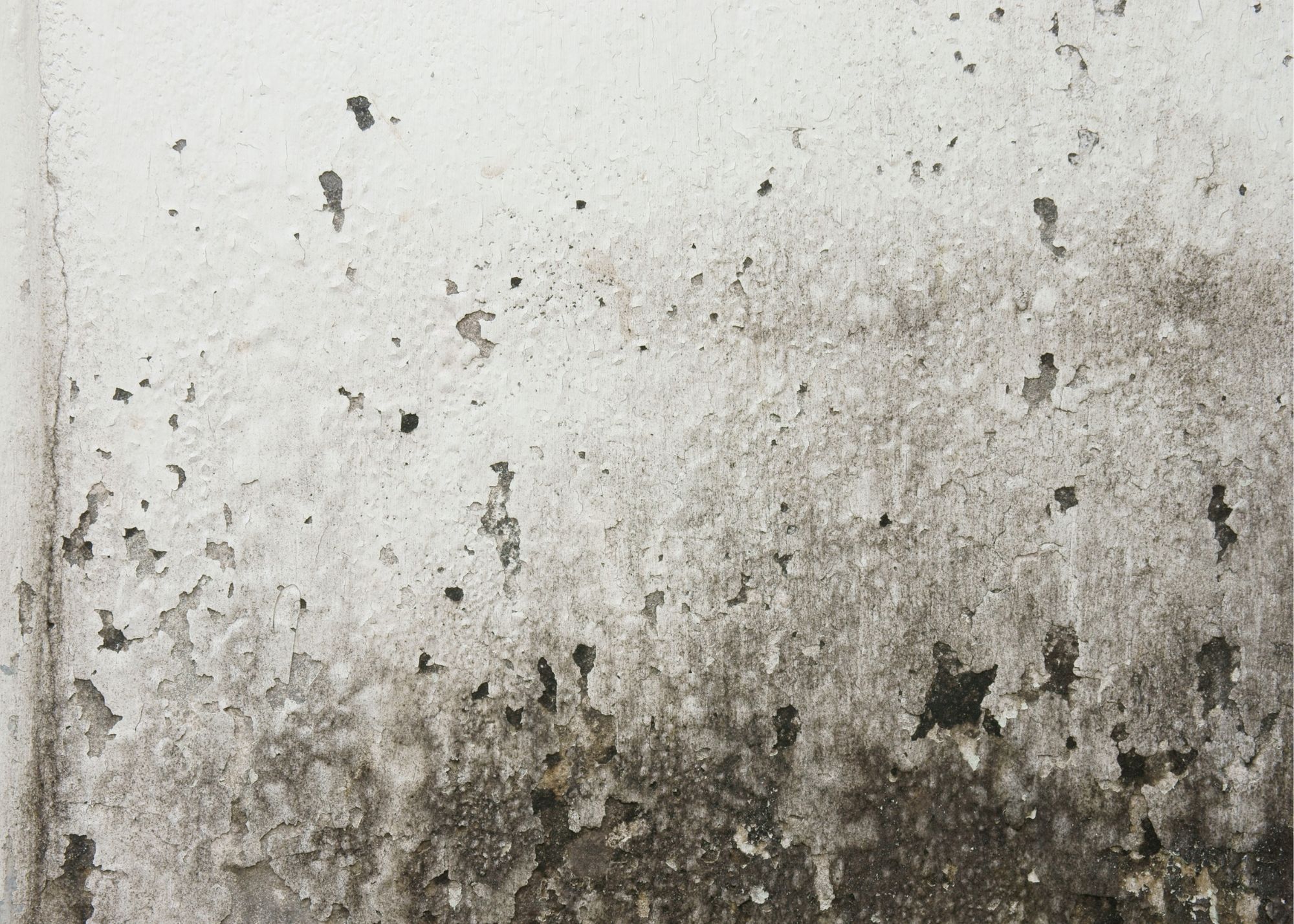 Black mold growth on an interior wall in an Edgewater, FL home